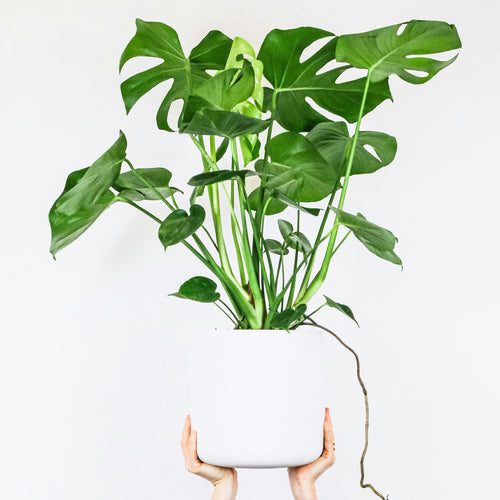 Plant in a Box Monstera deliciosa XL - Gatenplant - Pot 21cm - Hoogte 70-80cm - vtwonen shop