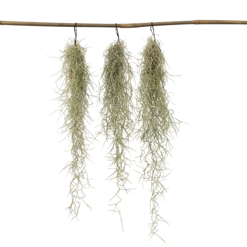 Plant in a Box kamerplant - Set van 3 Tillandsia Usneoides - hoogte 25-40cm - vtwonen shop