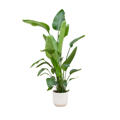 Trendyplants - Strelitzia Nicolai inclusief elho Vibes Fold Round wit - 170 cm - Ø30cm - vtwonen shop