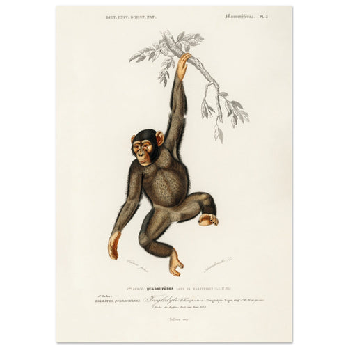 Artfulprints Poster Charles Dessalines d'Orbigny - Chimpangze (troglodyte chimpanze)   - A4 21x29.7 cm - Bruin