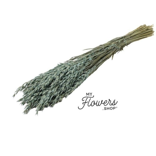 My Flowers.shop Frosted Blue gedroogde haver | Avena droogbloemen | Lengte 65 centimeter | Per stuk - vtwonen shop