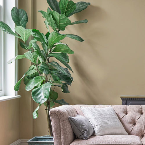 Laura Ashley Muurverf Mat - Pale Gold - Geel - 2,5 liter - vtwonen shop