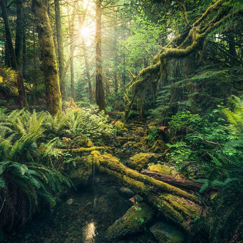 Sanders & Sanders fotobehang bos groen - 450 x 280 cm - 612622