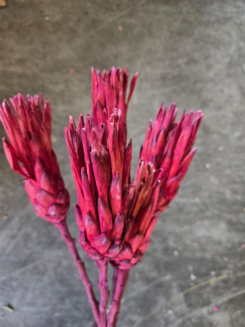 My Flowers.shop Rood geverfde gedroogde Suikerbos | Rode Protea Repens droogbloemen | Lengte 40 centimeter | Per 5 stelen - vtwonen shop