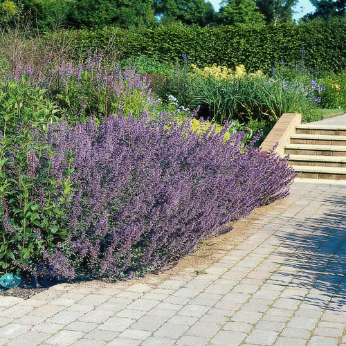 Trendyplants - Nepeta 'Six Hills Giant' - 20 stuks - Kattekruid - Winterhard - Hoogte 20-30 cm - Potmaat Ø9cm - vtwonen shop