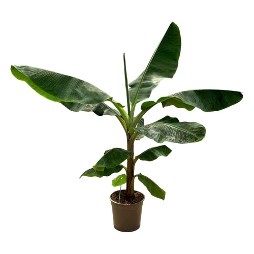 Trendyplants - Musa - Bananenplant - Kamerplant - Hoogte 140-160 cm - Potmaat Ø27cm - vtwonen shop