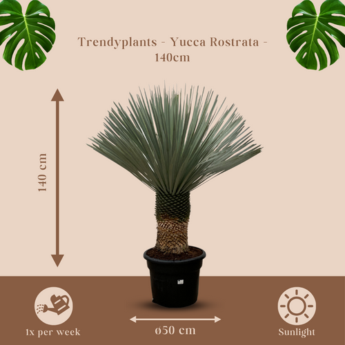 Trendyplants - Yucca Rostrata - Blue Baked Yucca - Winterhard - Hoogte 130-150 cm - Potmaat Ø50cm - vtwonen shop