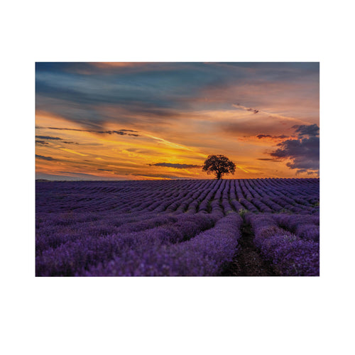Art for the Home Buitencanvas - Lavendelveld bij zonsondergang - 50x70cm