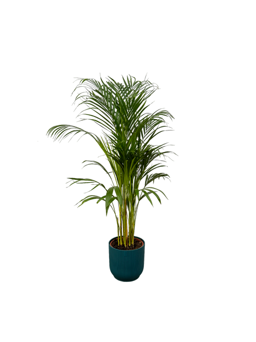 Trendyplants - Areca palm - ↨110cm - Ø21cm inclusief elho Vibes Fold Round blauw Ø22cm x ↨20cm - vtwonen shop