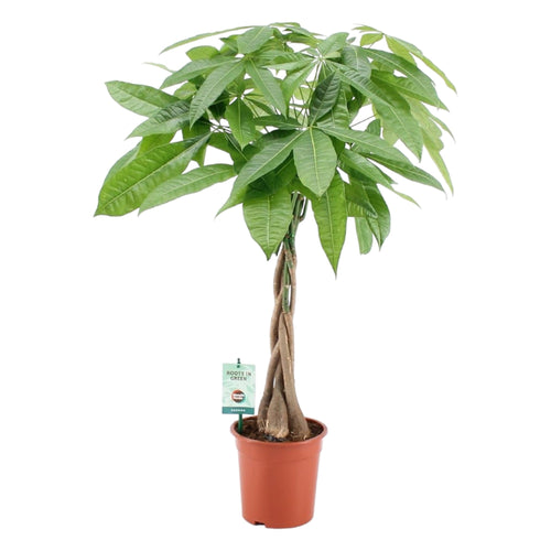 Trendyplants - Pachira Aquatica - Geldboom - Kamerplant - Hoogte 70-90 cm - Potmaat Ø19cm - vtwonen shop