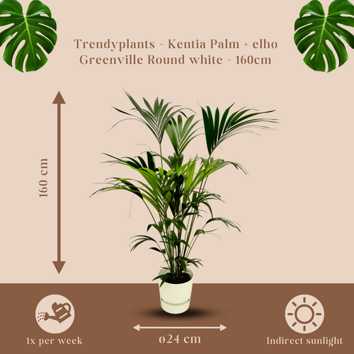 Trendyplants - Kentia palm inclusief elho Greenville Round wit - 160 cm - Ø30cm - vtwonen shop