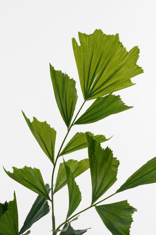 Mica Decorations Vissenstaart Palm Kunstplant in Pot - H150 x Ø100 cm - Groen