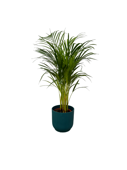 Trendyplants - Areca palm - ↨85cm - Ø19cm inclusief elho Vibes Fold Round blauw Ø22cm x ↨20cm - vtwonen shop