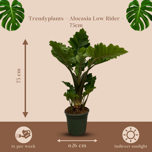 Trendyplants - Alocasia Cucullata stam - Kamerplant - Hoogte 65-85 cm - Potmaat Ø26cm - vtwonen shop