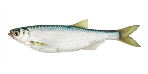 ESTAhome muursticker vis geel en blauw - 97 x 48.5 cm - 159038 - vtwonen shop