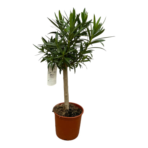 Trendyplants - Nerium Oleander op stam met rode bloem - Hoogte 80-100 cm - Tuinplant - Potmaat Ø22cm - vtwonen shop