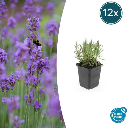 Trendyplants - Lavandula angustifolia 'Munstead' - 12 stuks - Lavendel - Winterhard - Hoogte 10-30 cm - Potmaat Ø9cm - vtwonen shop