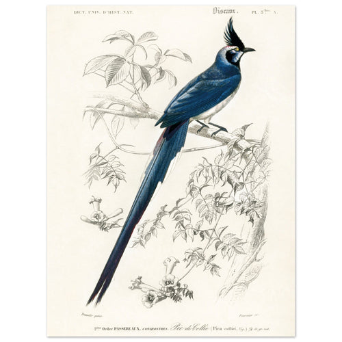 Artfulprints  Charles Dessalines d'Orbigny - Black-throated magpie-jay (pica colliei)   poster 30x40 cm - vtwonen shop