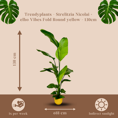 Trendyplants - Strelitzia Nicolai inclusief elho Vibes Fold Round geel - 130 cm - Ø18cm - vtwonen shop