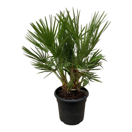 Trendyplants - Chamaerops Humilis struik - Hoogte 90-110 cm - Europese Dwergpalm - Winterhard - Tuinplant - Potmaat Ø24cm - vtwonen shop