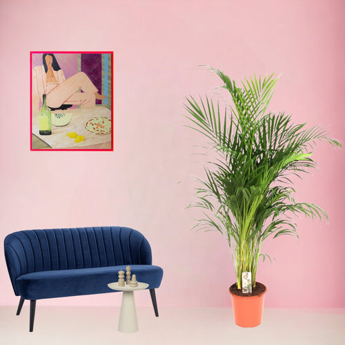 Trendyplants - Areca palm - Goudpalm - Kamerplant - Hoogte 170-190 cm - Potmaat Ø24cm - vtwonen shop