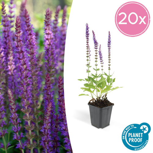 Trendyplants - Salvia Nemorosa 'Ostfriesland' - 20 stuks - Salie - Winterhard - Hoogte 10-25cm - Potmaat Ø9cm - vtwonen shop