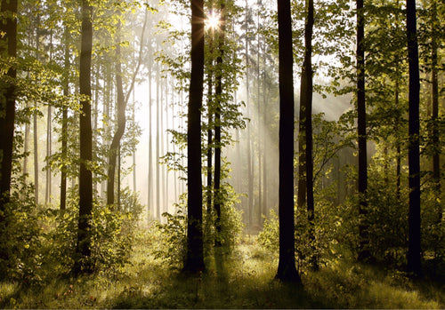 Sanders & Sanders fotobehang bosrijk landschap groen - 360 x 254 cm - 600374