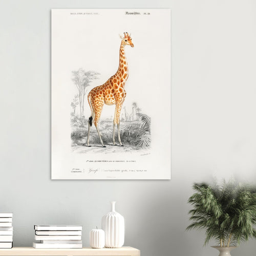 Artfulprints Poster Charles Dessalines d'Orbigny - Giraffe (giraffa camelopardalis)   - 30x40 cm - Oranje