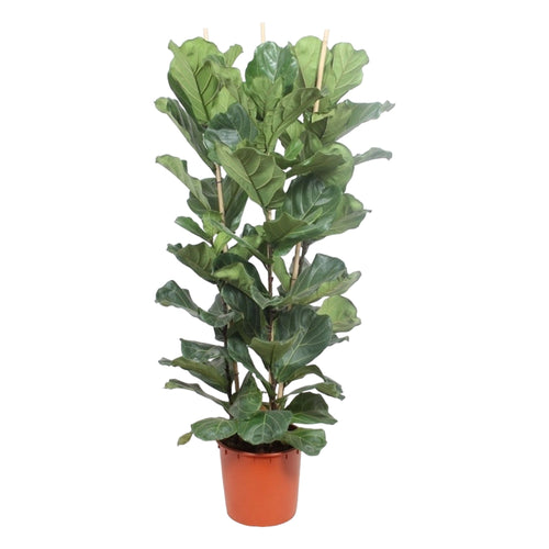 Trendyplants - Ficus Lyrata struik - Tabaksplant - Kamerplant - Hoogte 170-190 cm - Potmaat Ø30cm - vtwonen shop