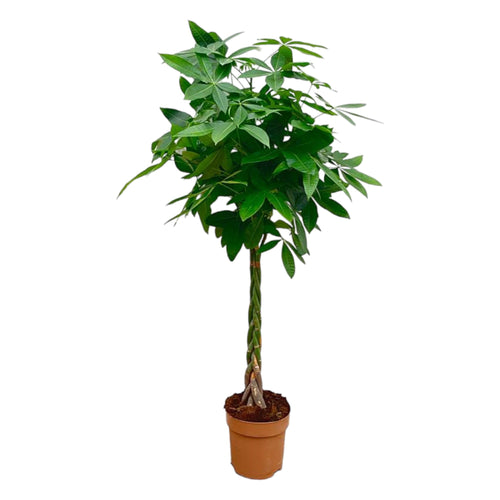 Trendyplants - Pachira Aquatica - Geldboom - Kamerplant - Hoogte 150-170 cm - Potmaat Ø27cm - vtwonen shop