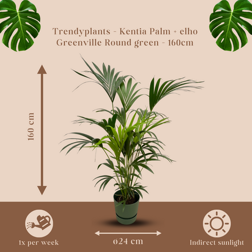Trendyplants - Kentia palm inclusief elho Greenville Round groen - 160 cm - Ø30cm - vtwonen shop