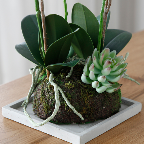 Sia Deco Orchidee En Succulenten Compositie - wit - H43 - vtwonen shop