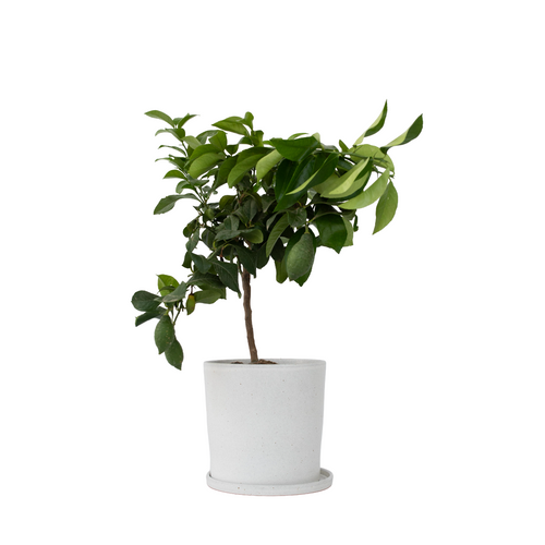 Plant in a Box citrus limon - Citroenboom - Pot 19cm - Hoogte 60-70cm - vtwonen shop