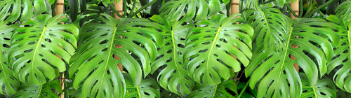 Sanders & Sanders zelfklevende behangrand tropische jungle bladeren groen - 500 x 14 cm - 600073