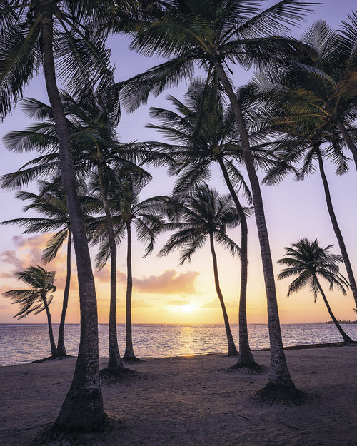 Sanders & Sanders fotobehang palmbomen op het strand grijs en groen - 200 x 250 cm - 612537