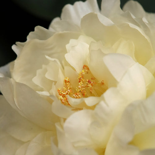 Maxifleur Pioen Kunstbloem 38cm Creme