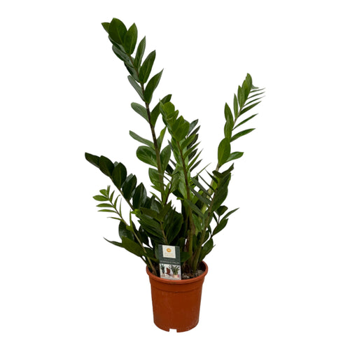 Trendyplants - Zamioculcas - Kamerplant - Hoogte 65-85 cm - Potmaat Ø17cm - vtwonen shop