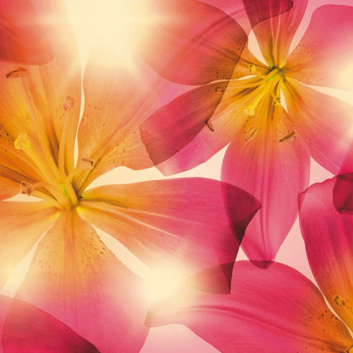 Sanders & Sanders fotobehang bloemen roze en geel - 368 x 254 cm - 612258