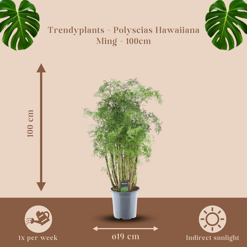 Trendyplants - Polyscias Hawaiiana Ming - Aralia - Kamerplant - Hoogte 80-100 cm - Potmaat Ø19cm - vtwonen shop