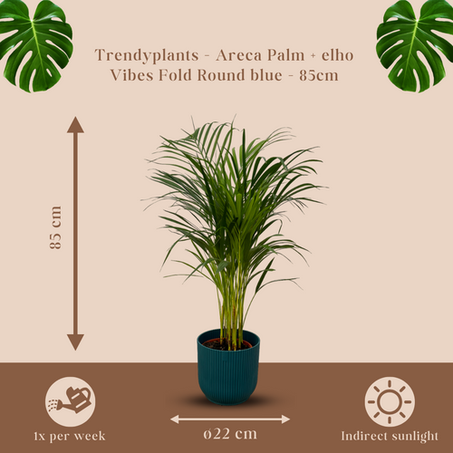 Trendyplants - Areca palm - ↨85cm - Ø19cm inclusief elho Vibes Fold Round blauw Ø22cm x ↨20cm - vtwonen shop