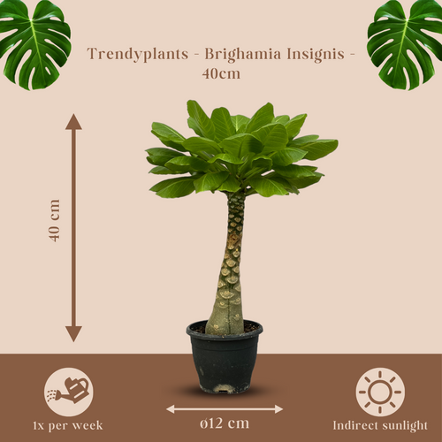 Trendyplants - Brighamia Insignis - Hawaii palm - Kamerplant - Hoogte 20-40 cm - Potmaat Ø12cm - vtwonen shop