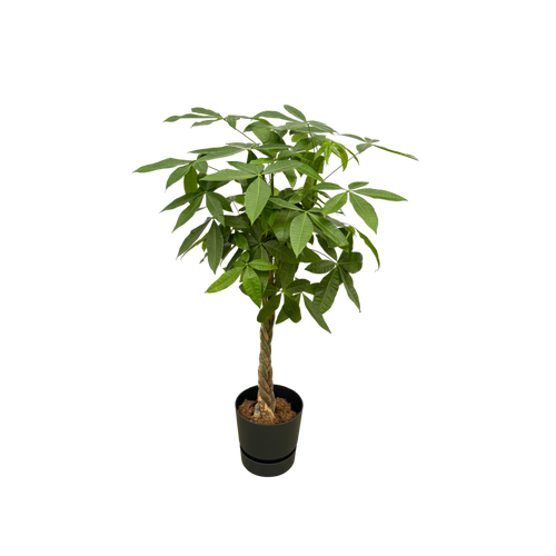 Trendyplants - Pachira Aquatica inclusief elho Greenville Round zwart - 160 cm - Ø30cm - vtwonen shop