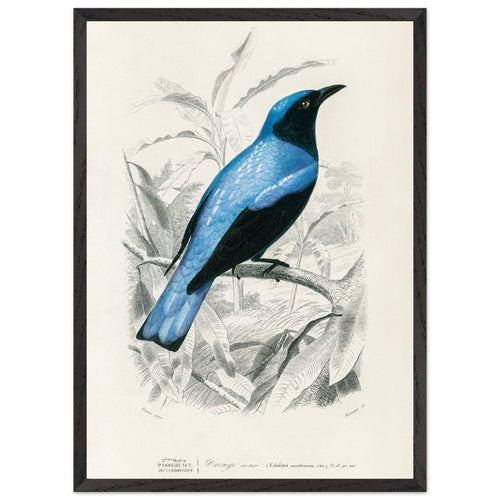 Artfulprints Poster met Lijst Charles Dessalines d'Orbigny - Square-tailed drongo (Edoius caerulescens)   - 50x70 cm - Blauw