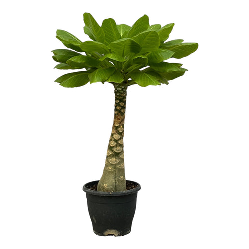 Trendyplants - Brighamia Insignis - Hawaii palm - Kamerplant - Hoogte 20-40 cm - Potmaat Ø12cm - vtwonen shop