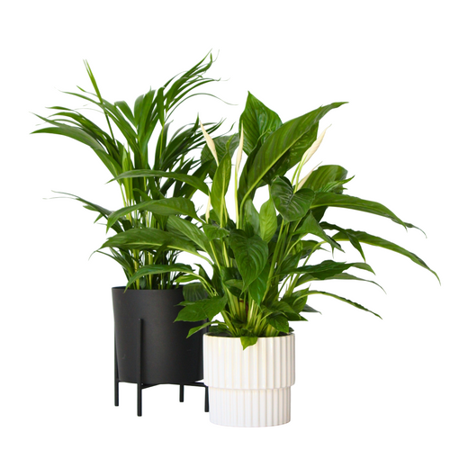 Plant in a Box kamerplant - Set van 2 Spathiphyllum - Dypsis lutescens - hoogte 60-75cm - pot 17cm - vtwonen shop