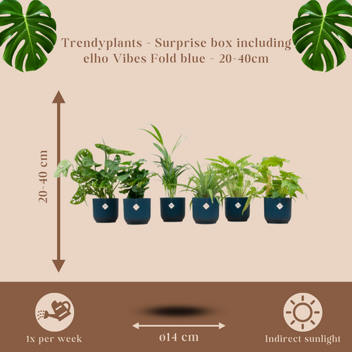 Trendyplants - Verrassingsbox - 6 kamerplanten inclusief elho Vibes Fold Round blauw - Hoogte 20-40 cm - Potmaat Ø14cm - vtwonen shop