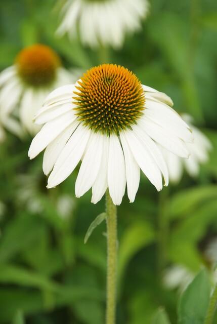 Trendyplants - Echinacea p. 'White Swan' - 24 stuks - Zonnehoed - Winterhard - Hoogte 10-30 cm - Potmaat Ø9cm - vtwonen shop