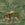 Superfresco Easy Fotobehang - Peacock - 280x200cm