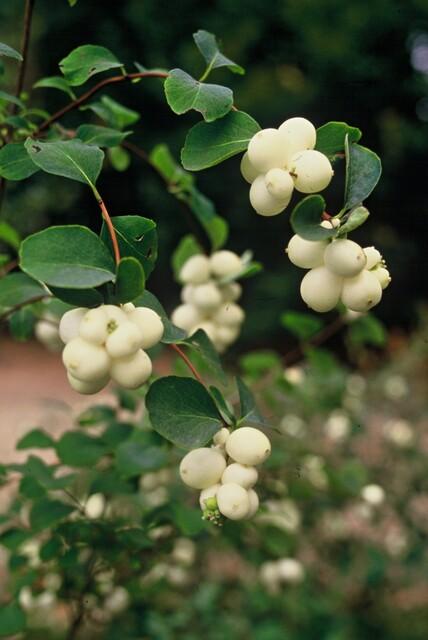 Trendyplants - Symphoricarpos chenaultii 'Hancock' - 12 stuks - Koraalbes - Winterhard - Hoogte 10-30 cm - Potmaat Ø9cm - vtwonen shop