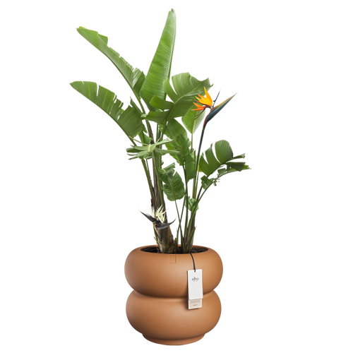 elho amber roll low 43 karamel | Bloempot |Premium statementdesign
